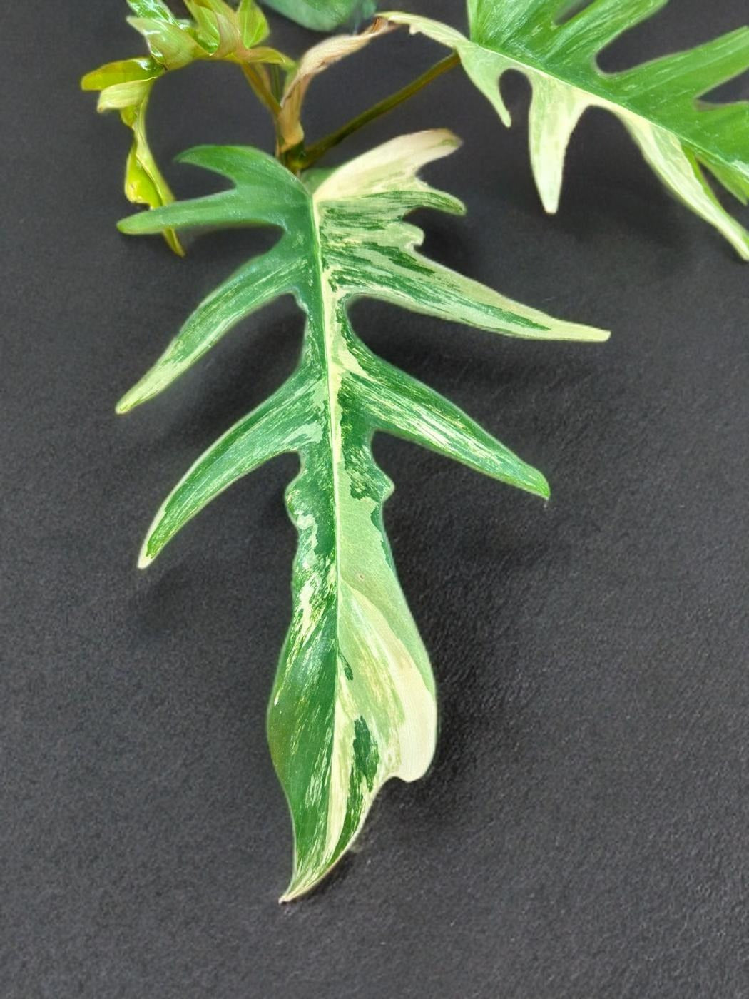 Philodendron Florida Beauty × Tortum - 4 inch