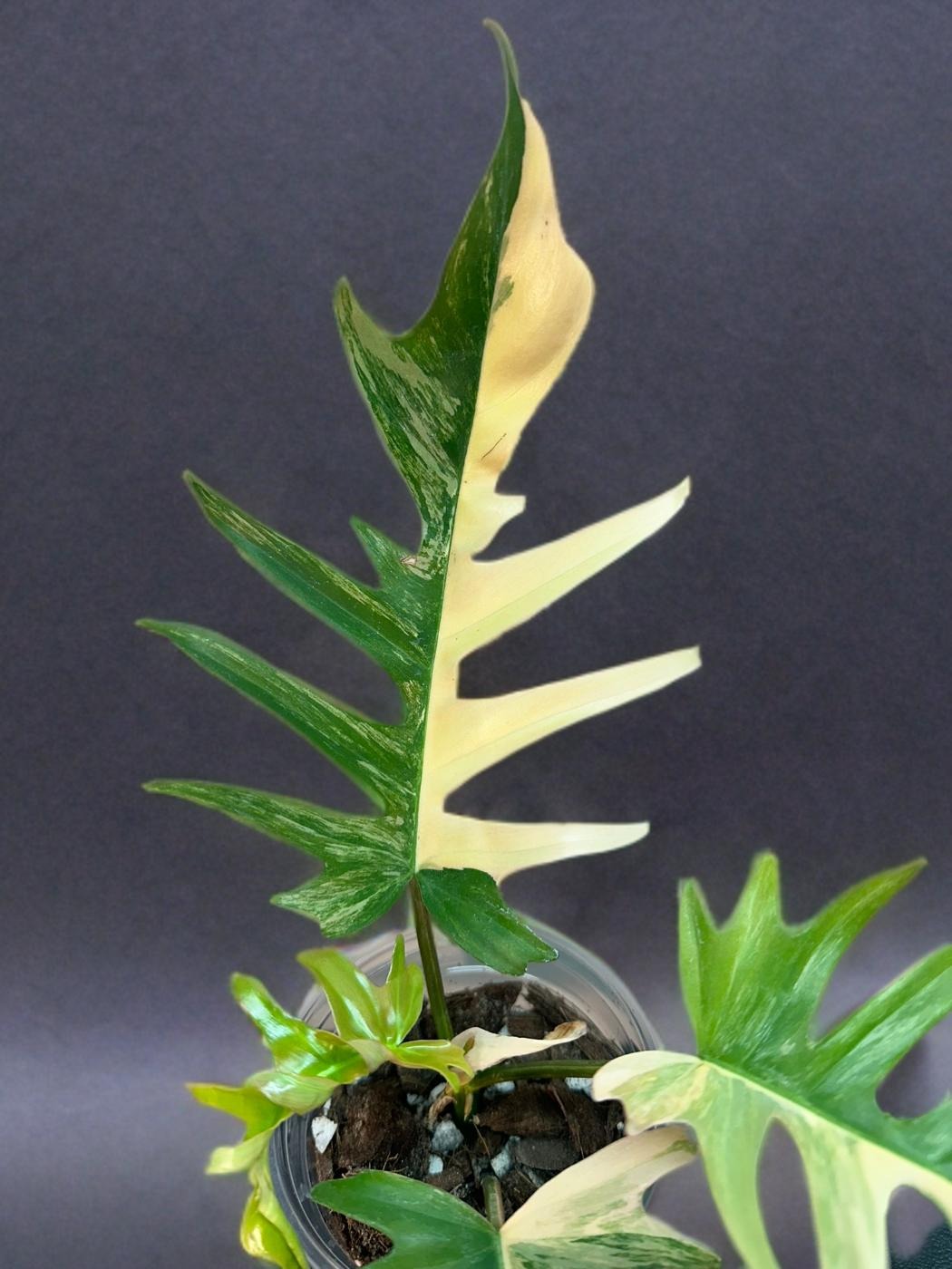 Philodendron Florida Beauty × Tortum - 4 inch