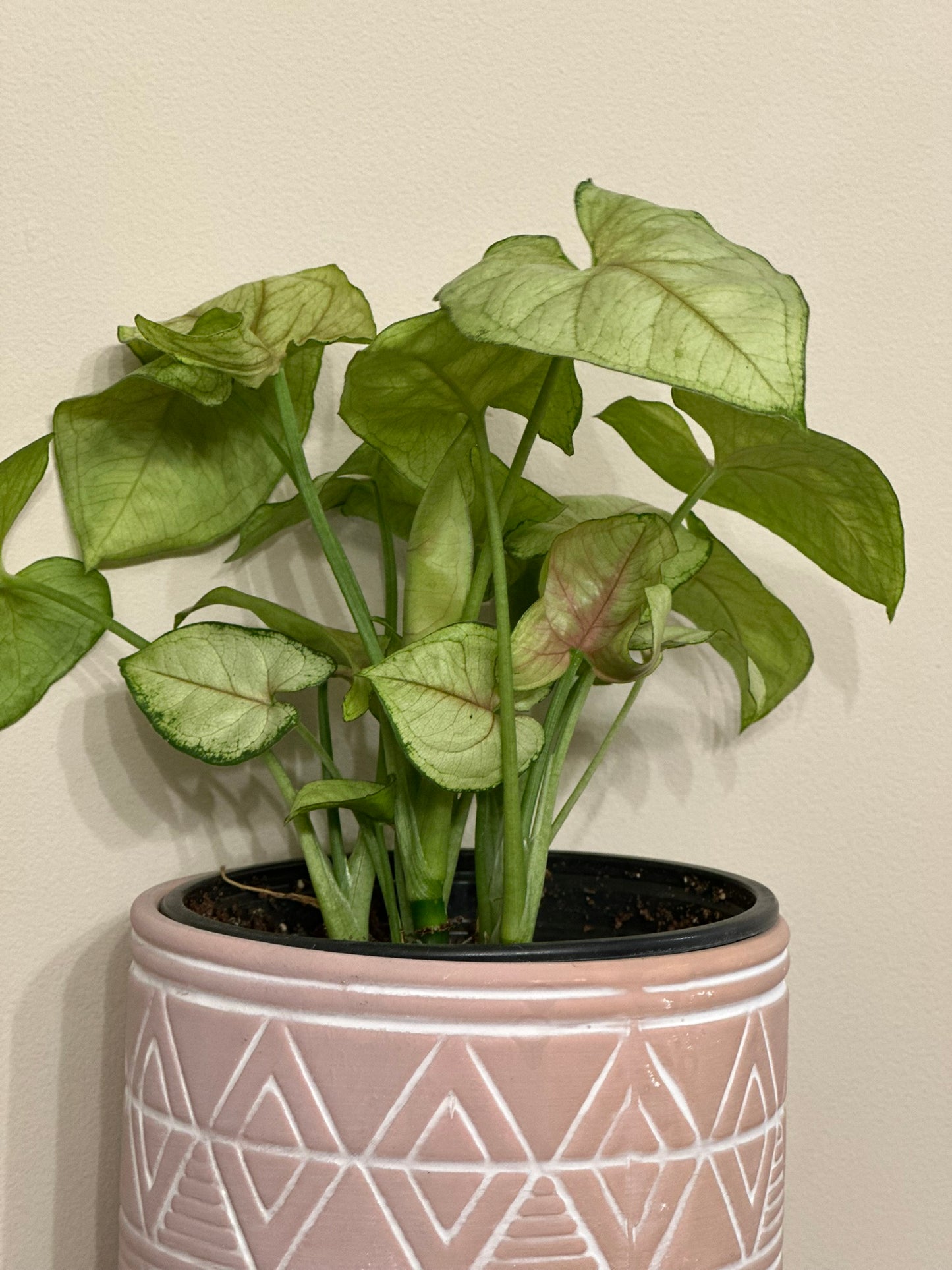 Syngonium Pink Vein- 4.5 inch