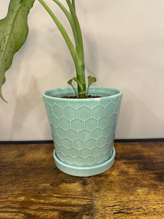 Turquoise Honeycomb Pot - Multiple sizes