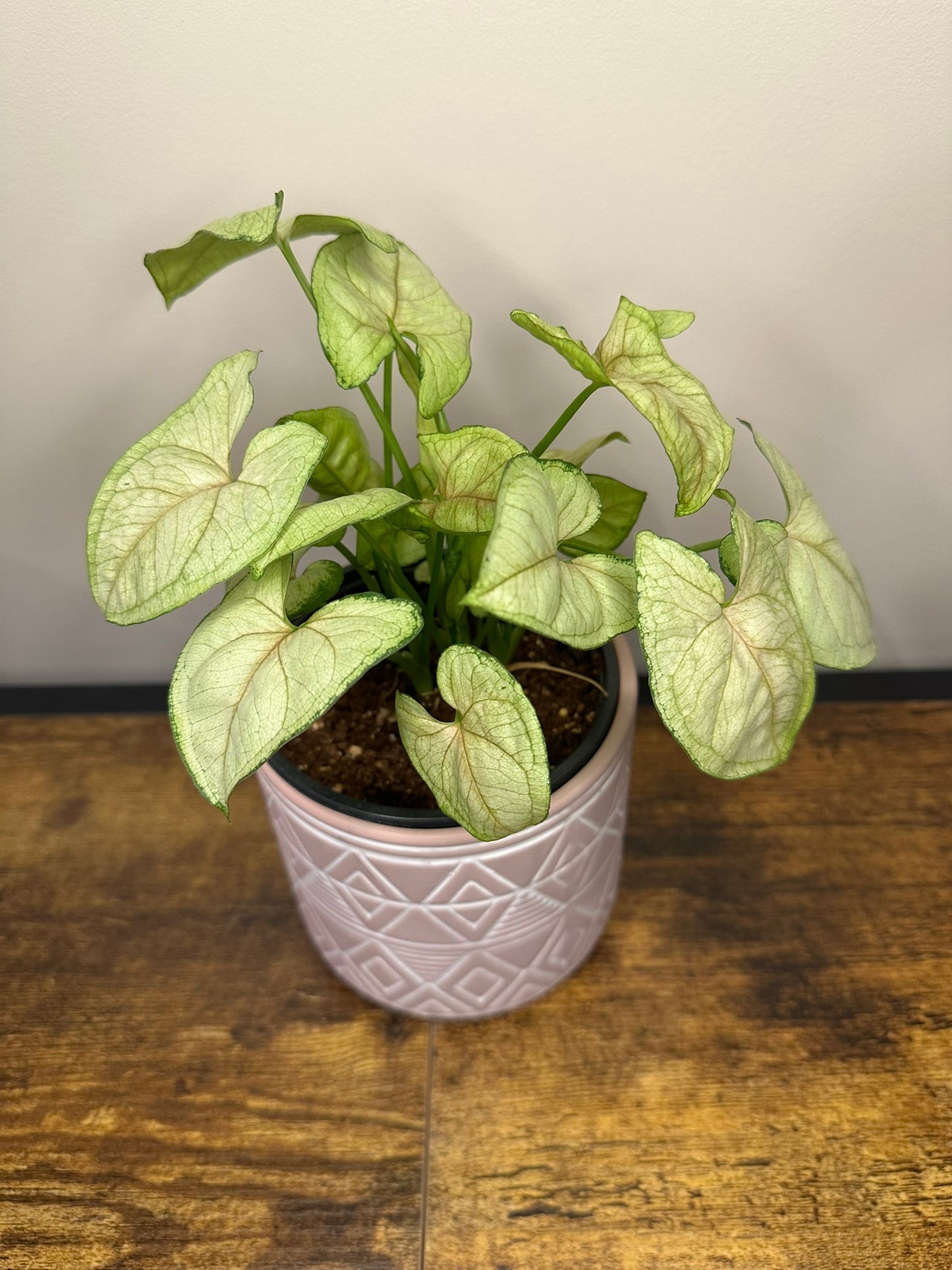 Syngonium Pink Vein- 4.5 inch