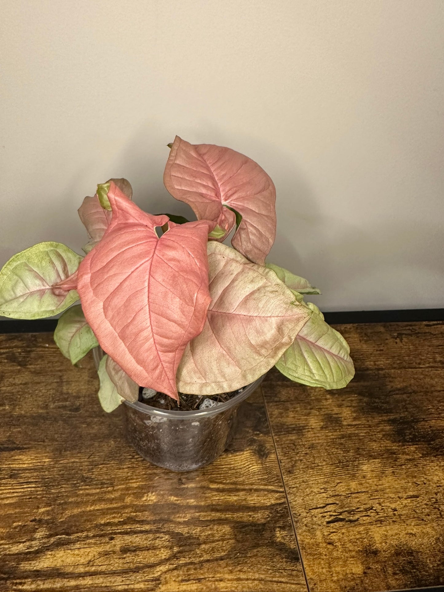 Syngonium Neon Robusta