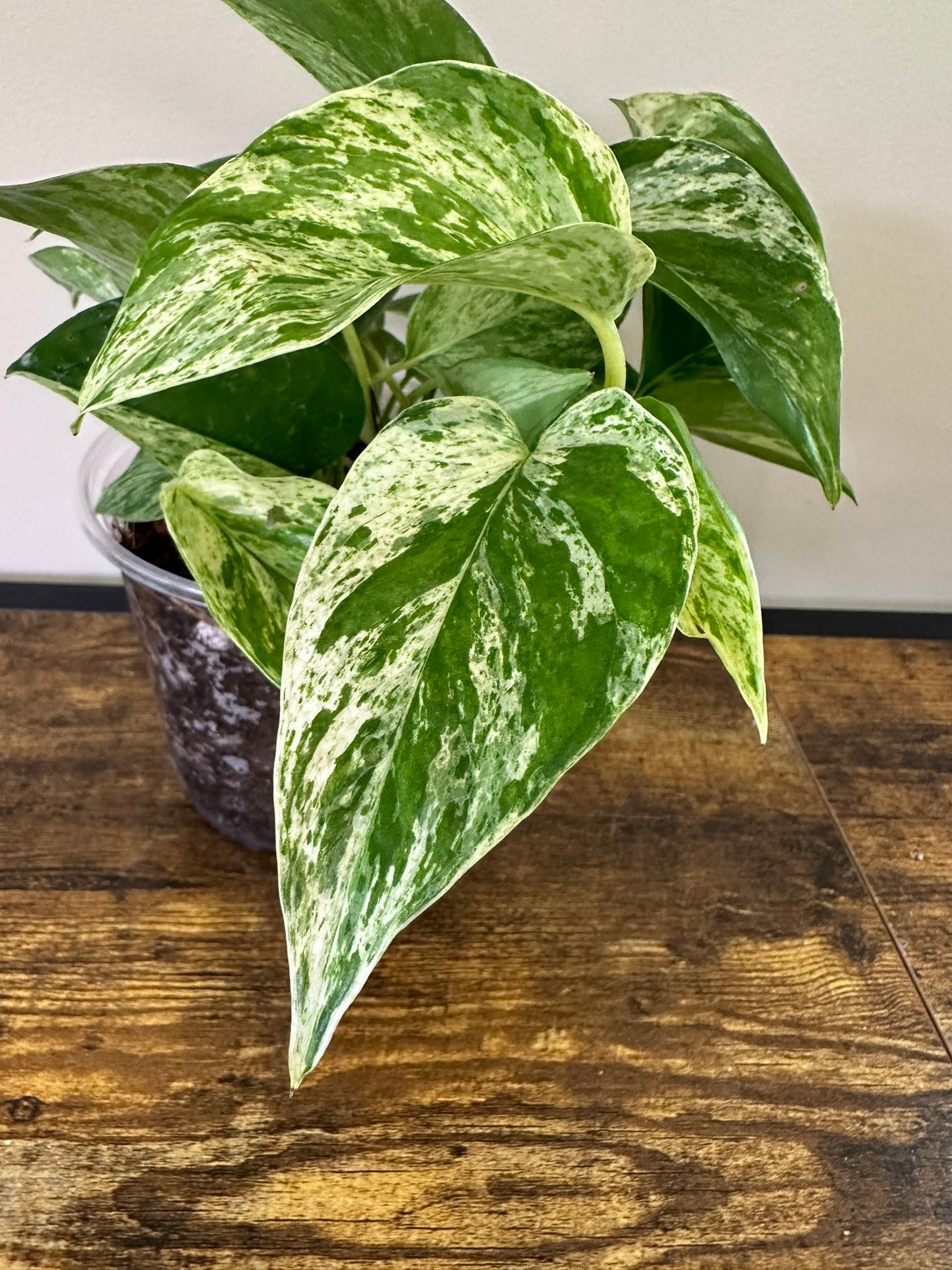 Marble Queen Pothos- 3 inch