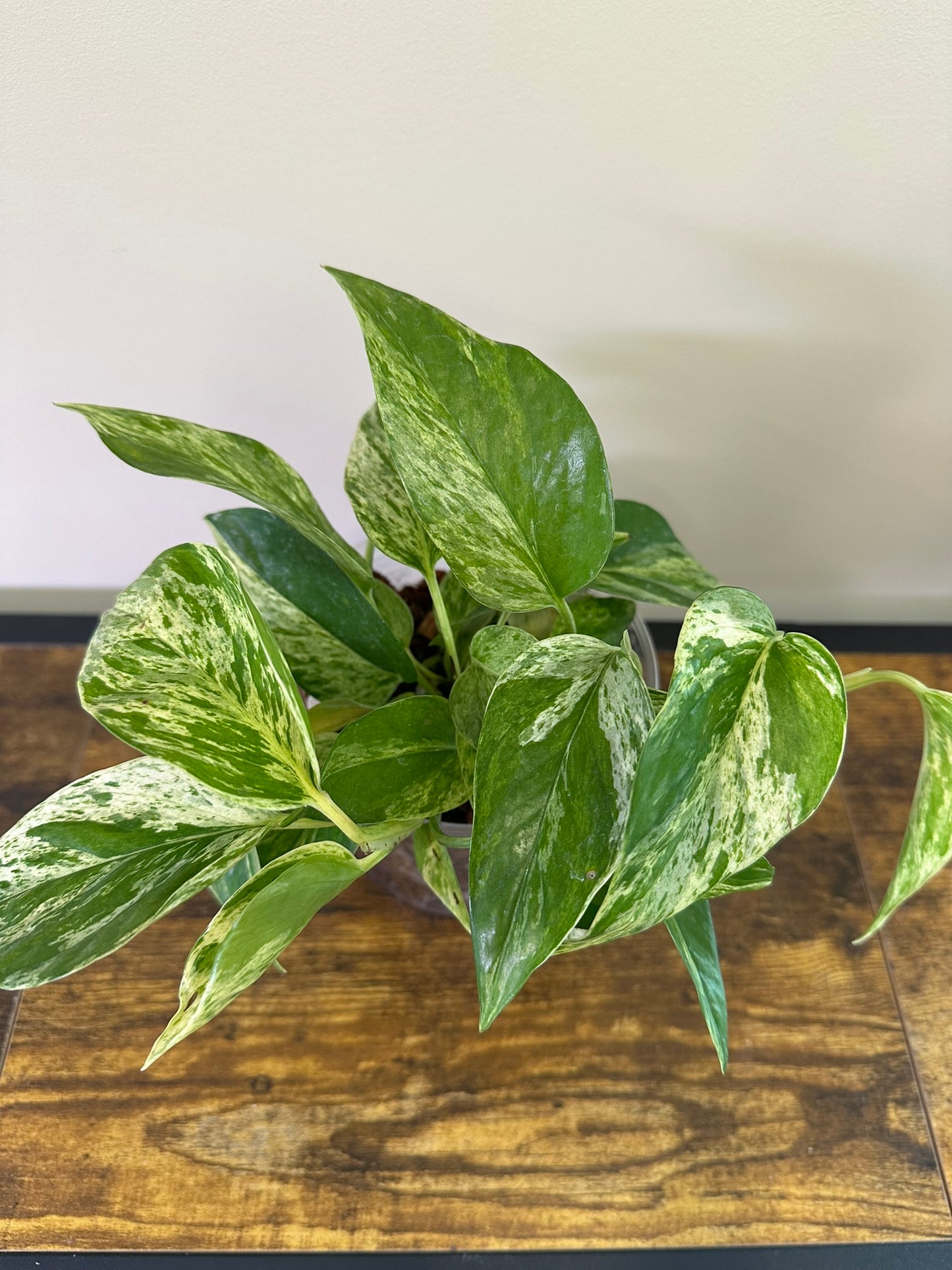 Marble Queen Pothos- 3 inch
