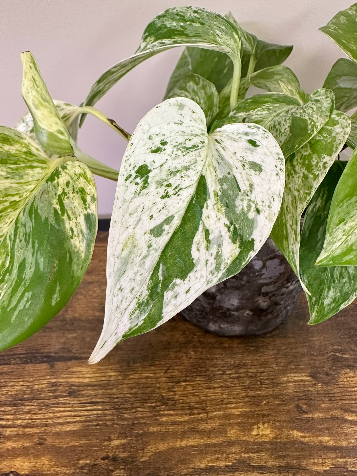 Marble Queen Pothos- 3 inch