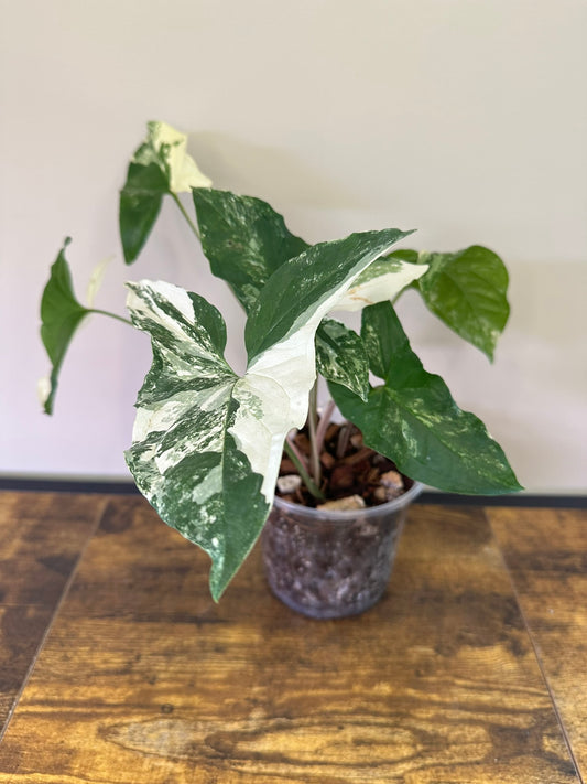 Syngonium Variegata - 5 inch