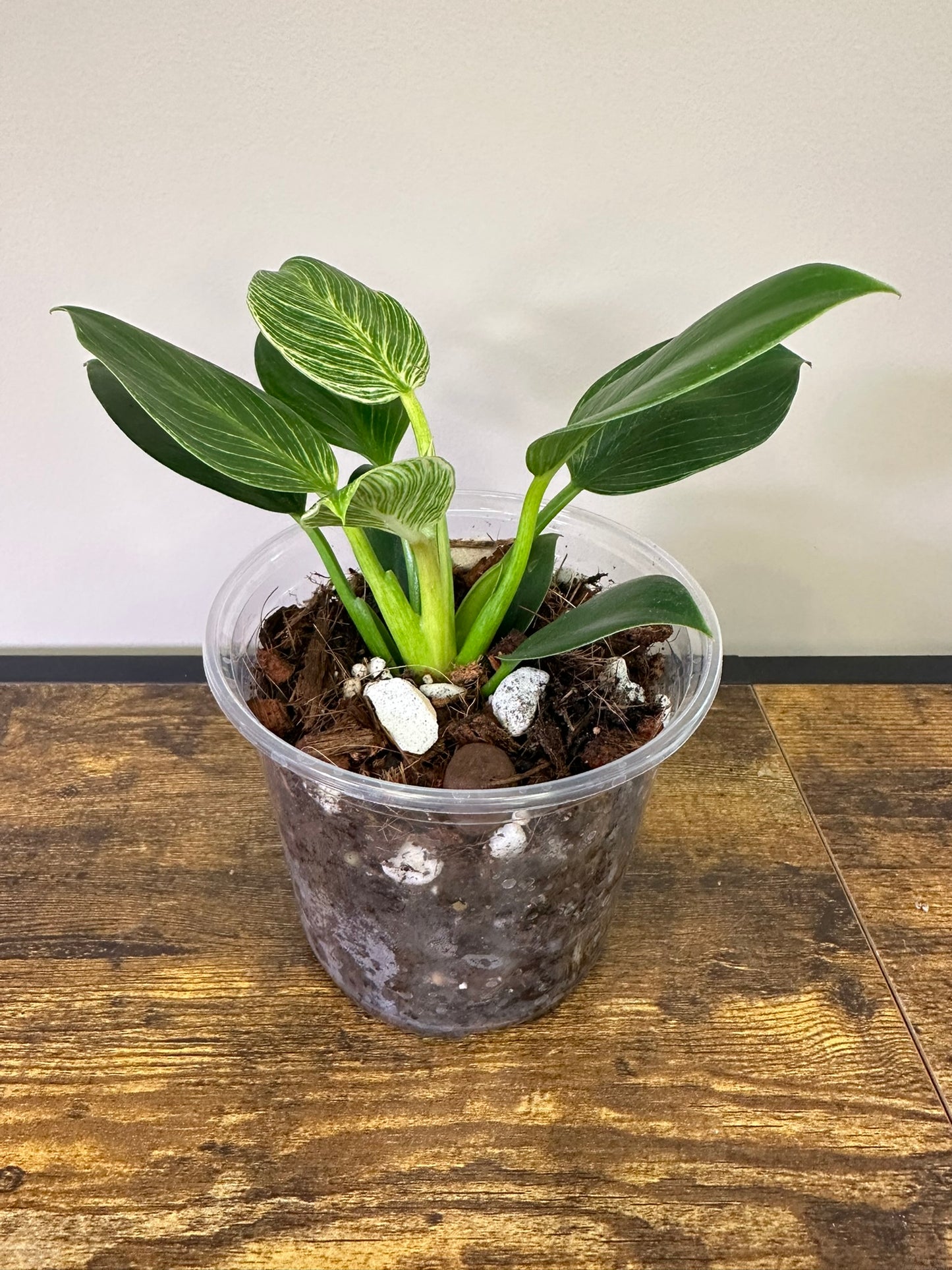 Philodendron Birkin  - Multiple Sizes