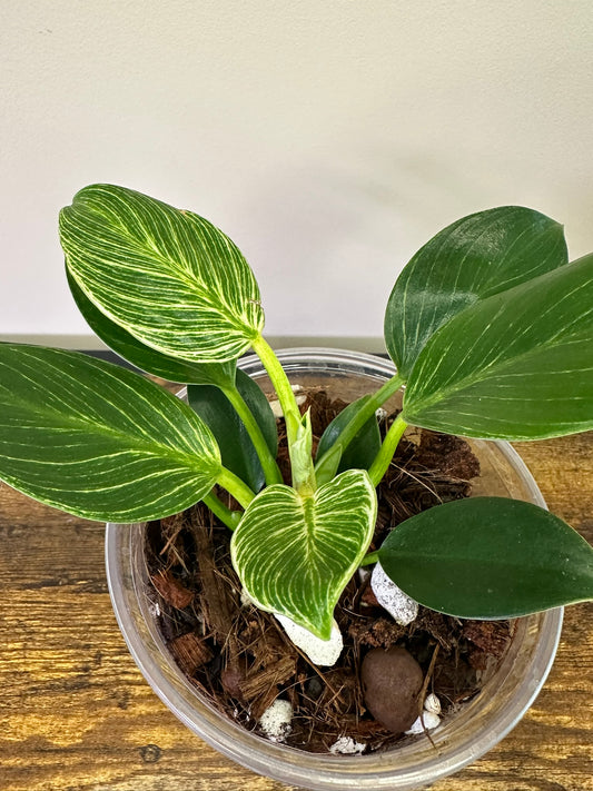 Philodendron Birkin  - Multiple Sizes
