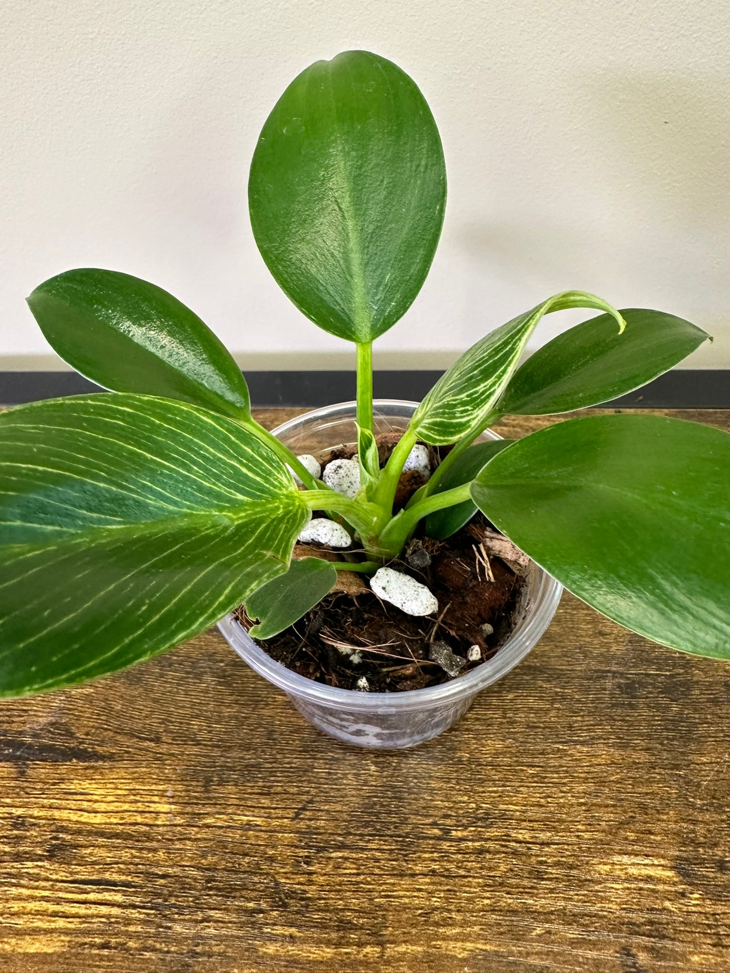 Philodendron Birkin  - Multiple Sizes