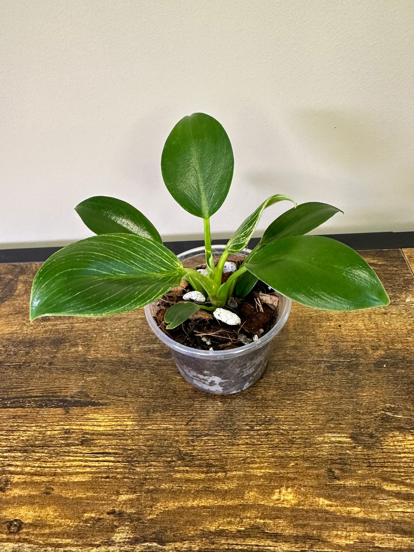 Philodendron Birkin  - Multiple Sizes