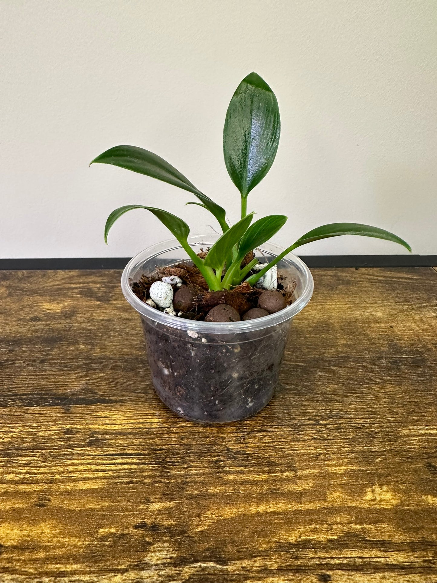 Philodendron Birkin  - Multiple Sizes