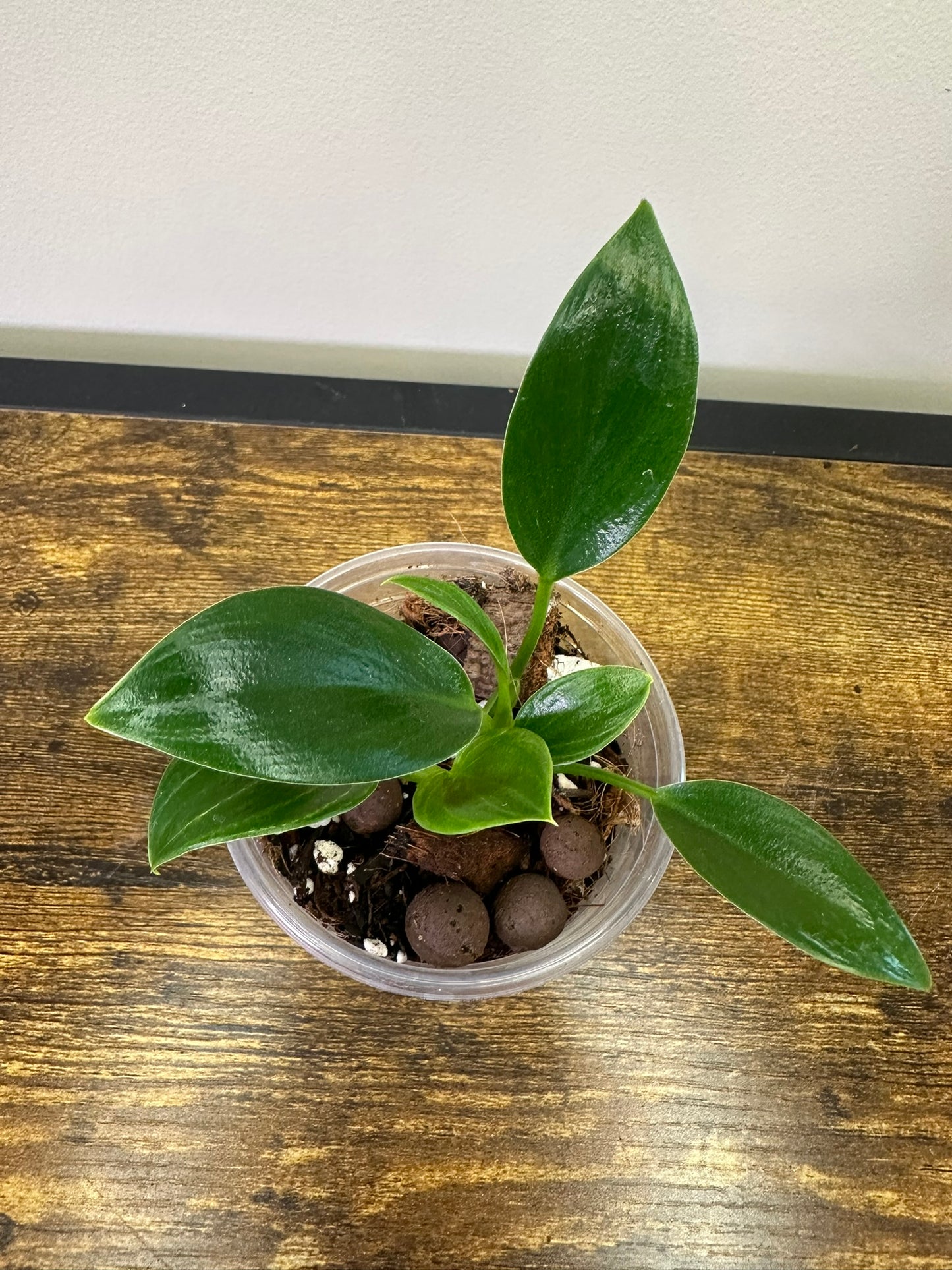 Philodendron Birkin  - Multiple Sizes