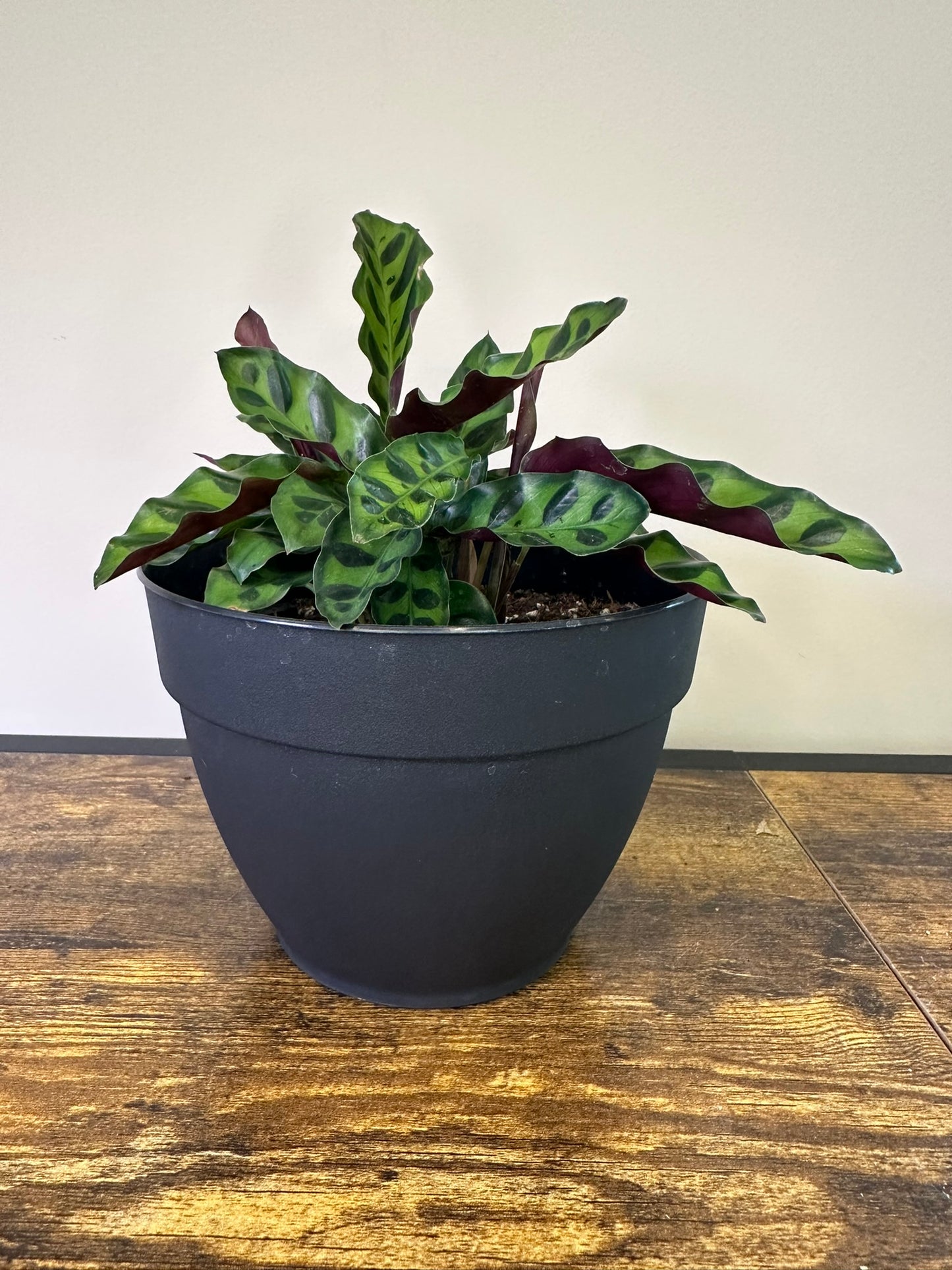 Calathea Rattlesnake  - 4.5 inch