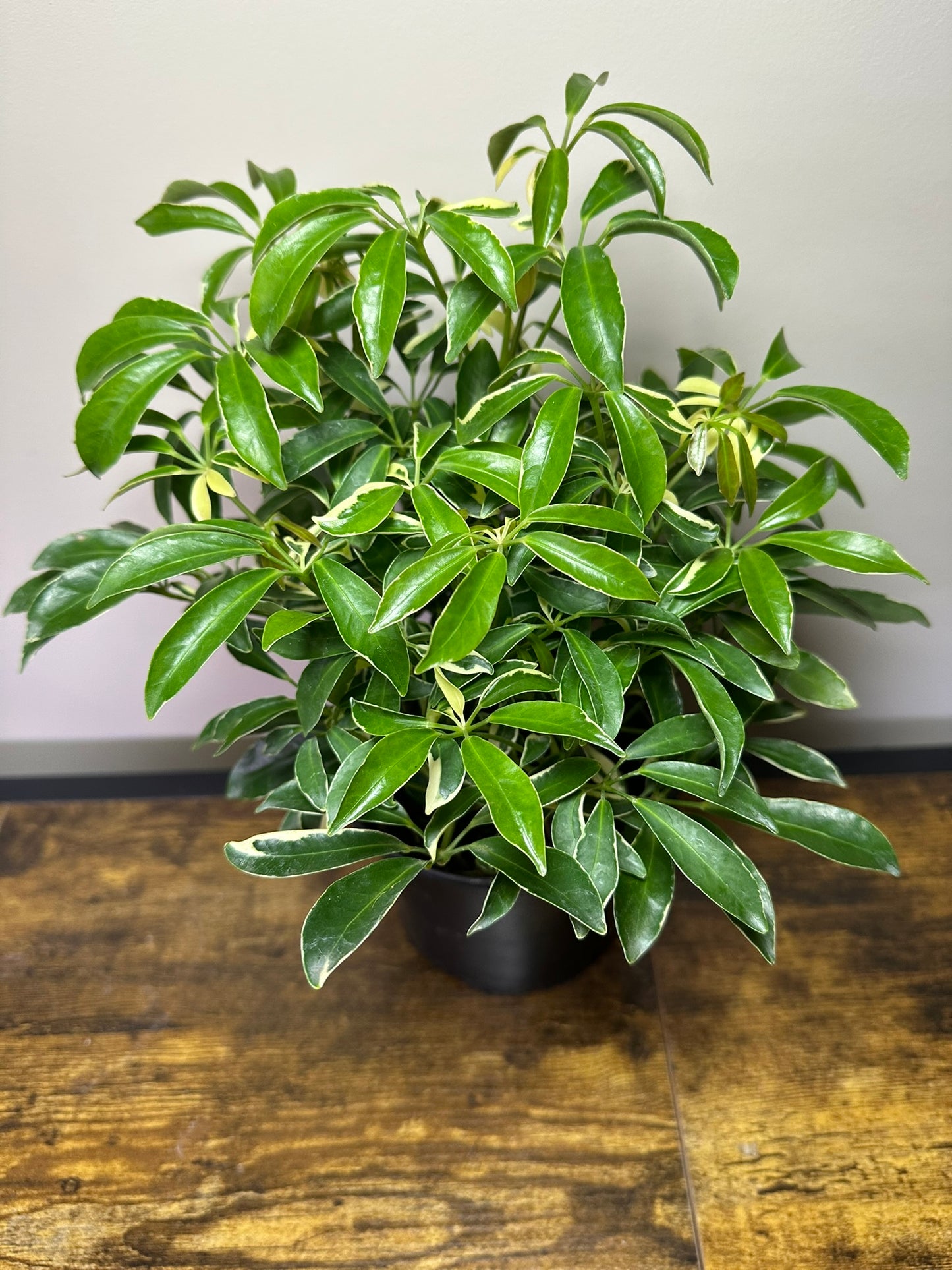 Umbrella Tree -Schefflera Arboricola Variegated - 6 inch pot