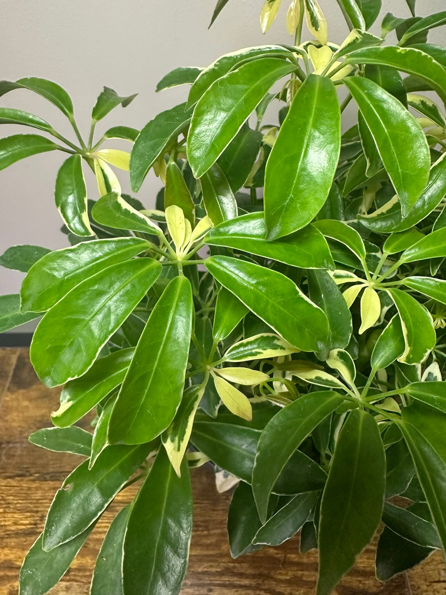 Umbrella Tree -Schefflera Arboricola Variegated - 6 inch pot