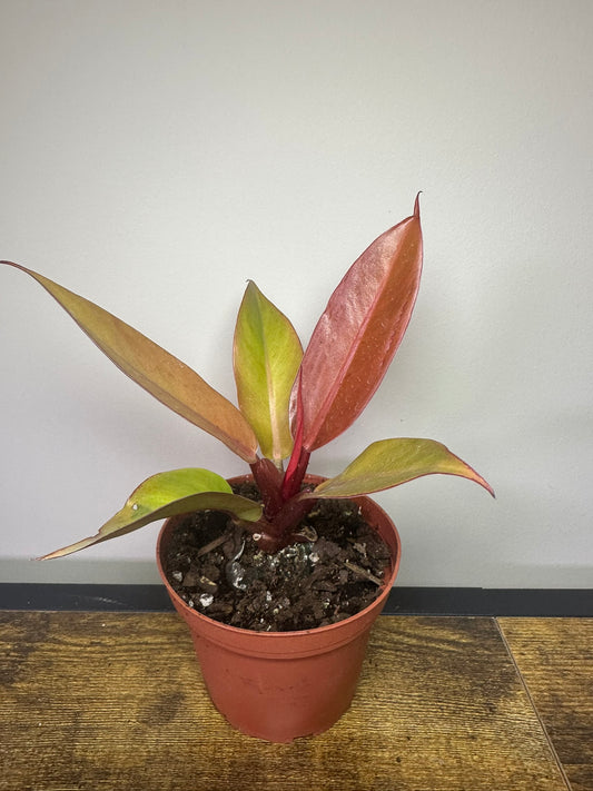 Prince of Orange Philodendron - 4.5 inch