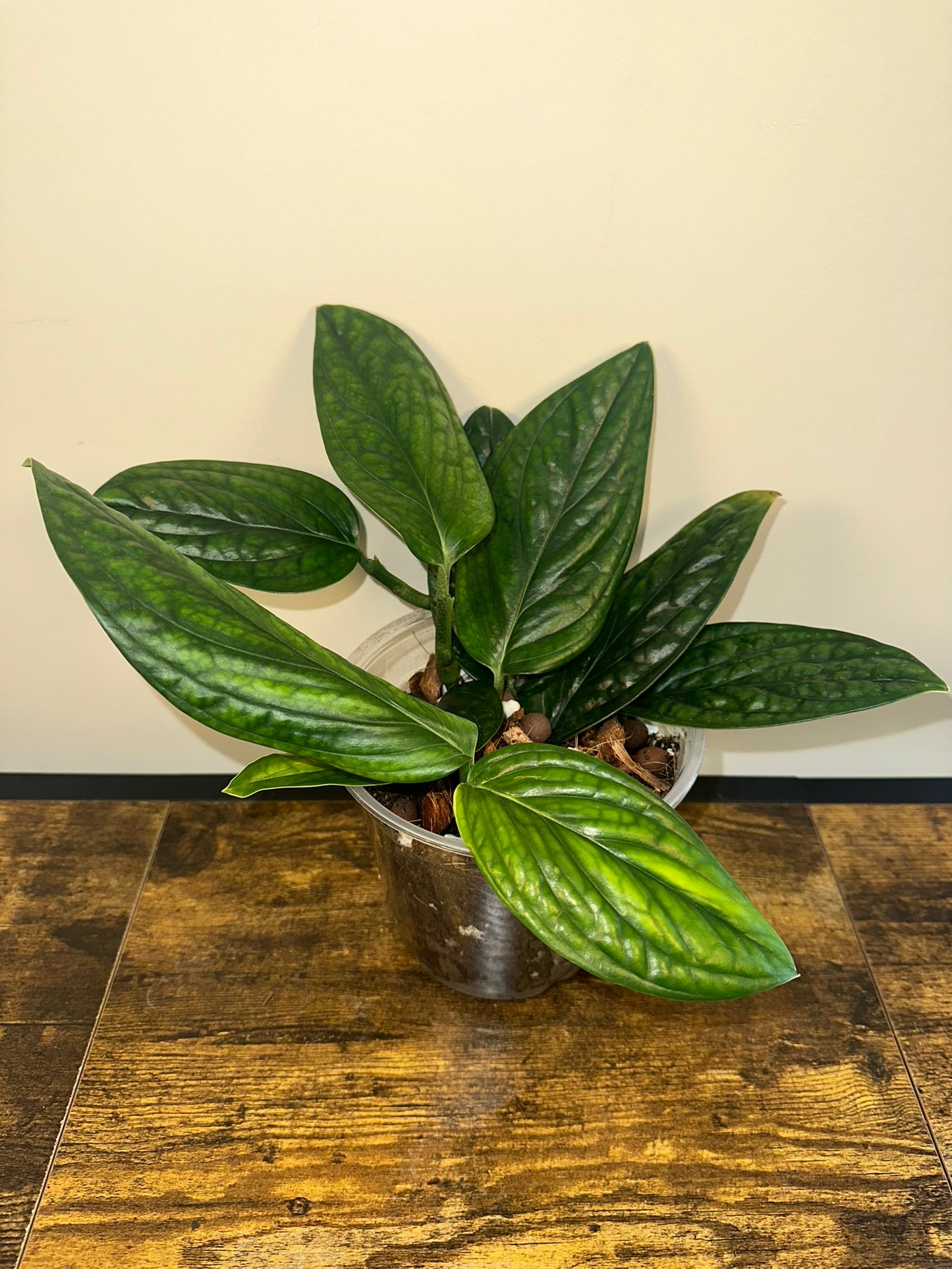 Monstera Peru - 4 inch