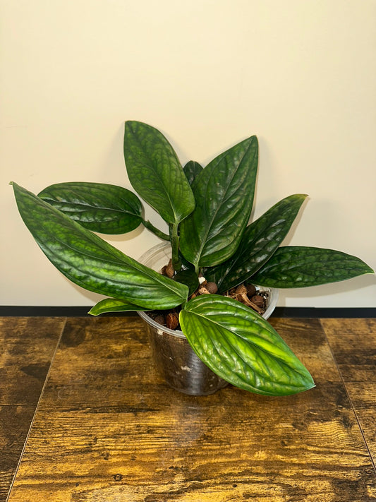 Monstera Peru - 4 inch