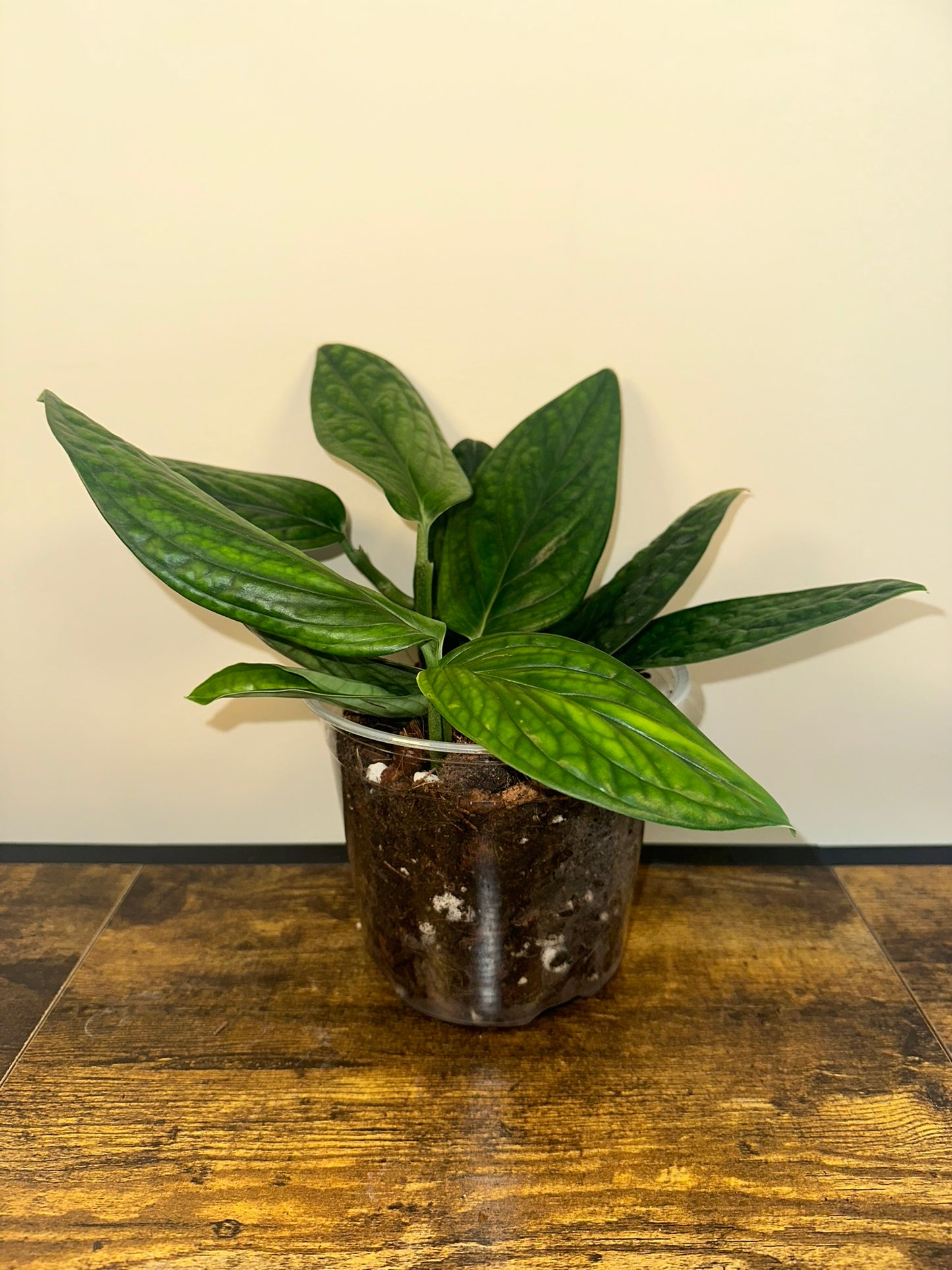 Monstera Peru - 4 inch
