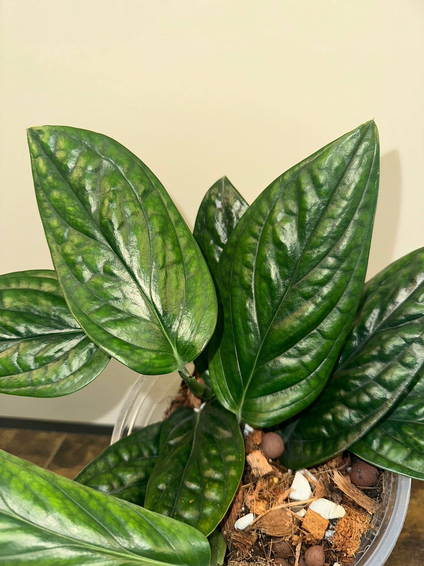 Monstera Peru - 4 inch