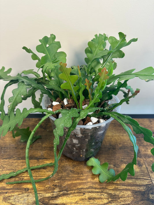 Epiphyllum Fishbone Cactus - 6 inch