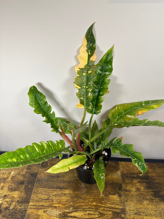 Ring of Fire Philodendron