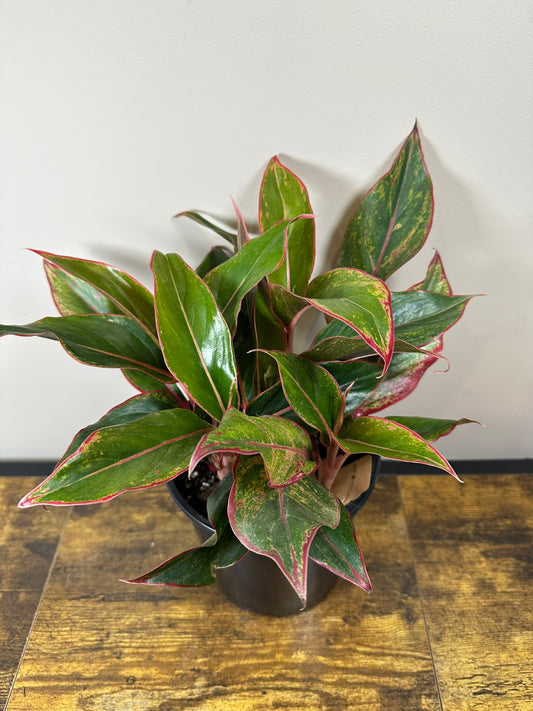 Red Siam Aglaonema -  6 inch