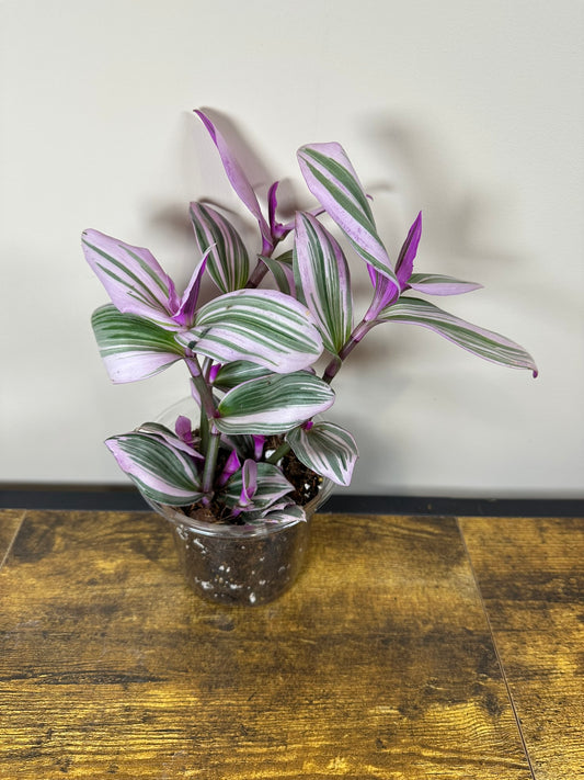 Tradescantia Nanouk - 6 inch