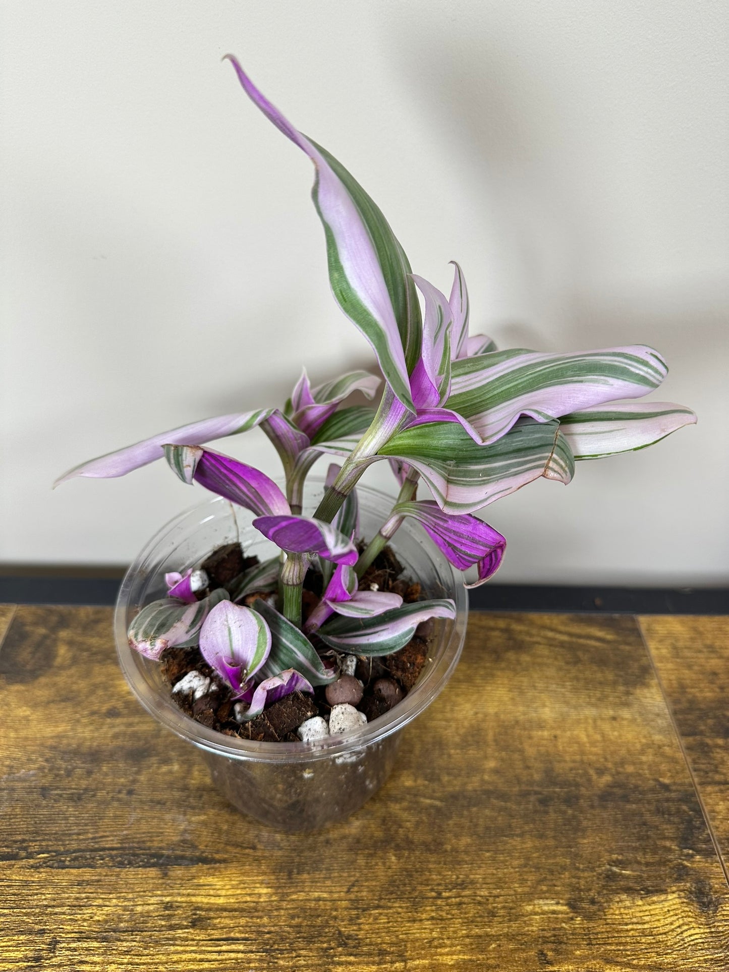 Tradescantia Nanouk - 6 inch