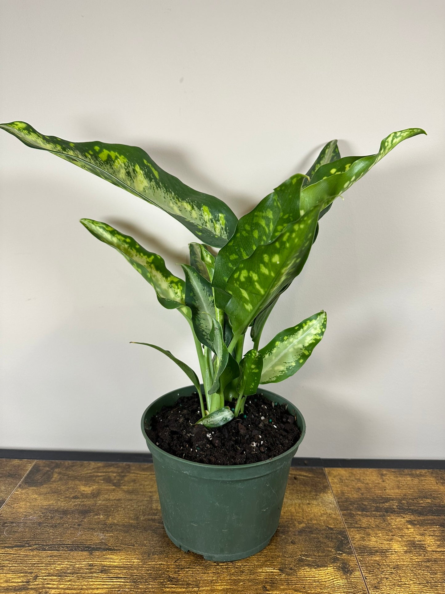 Dieffenbachia Panther - 6 inch