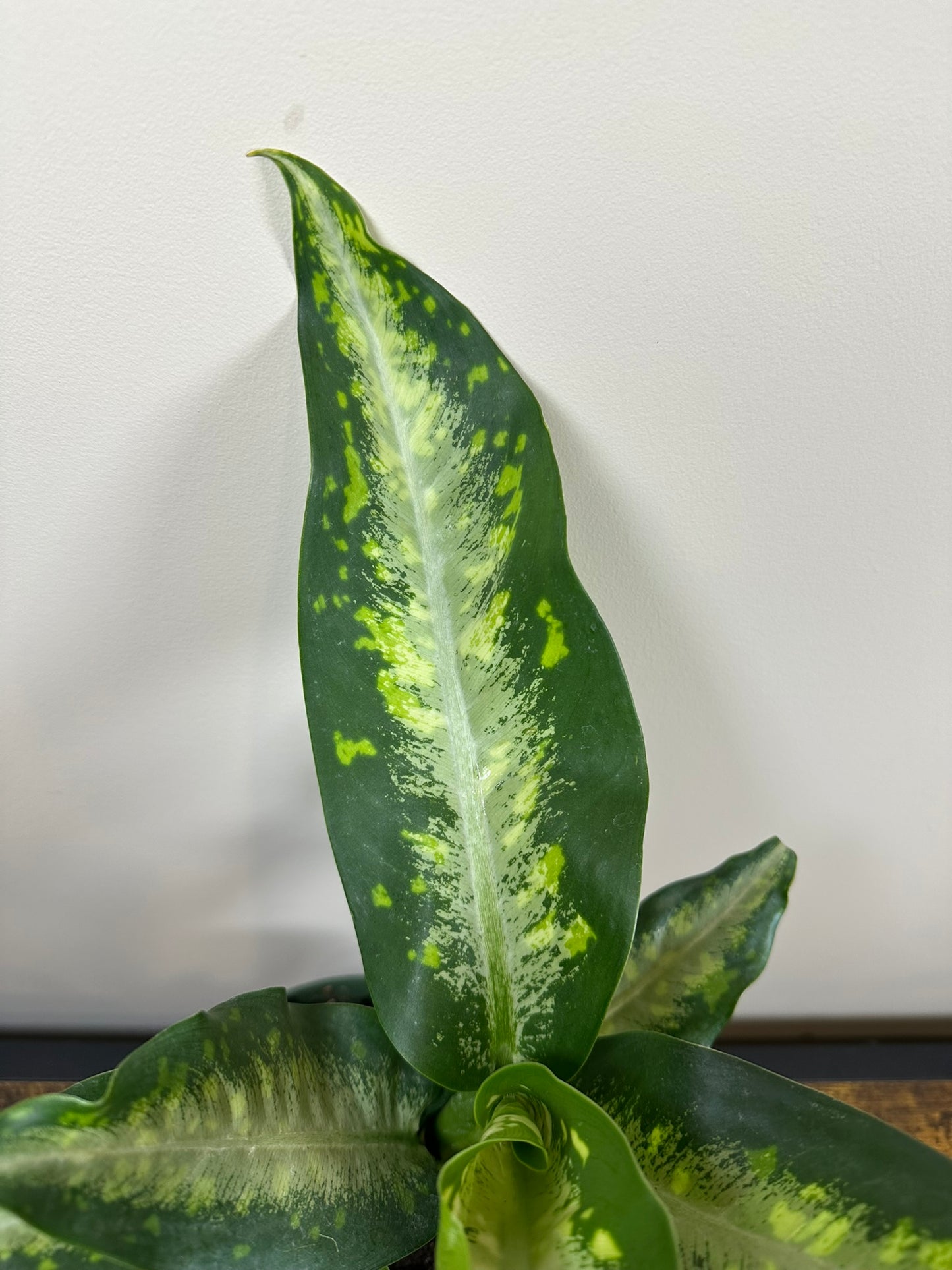 Dieffenbachia Panther - 6 inch