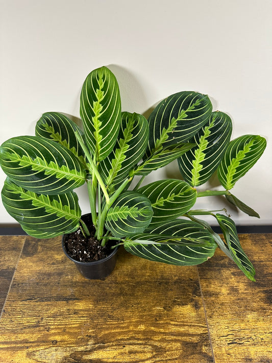 Lemon Lime Prayer Plant - 4 inch