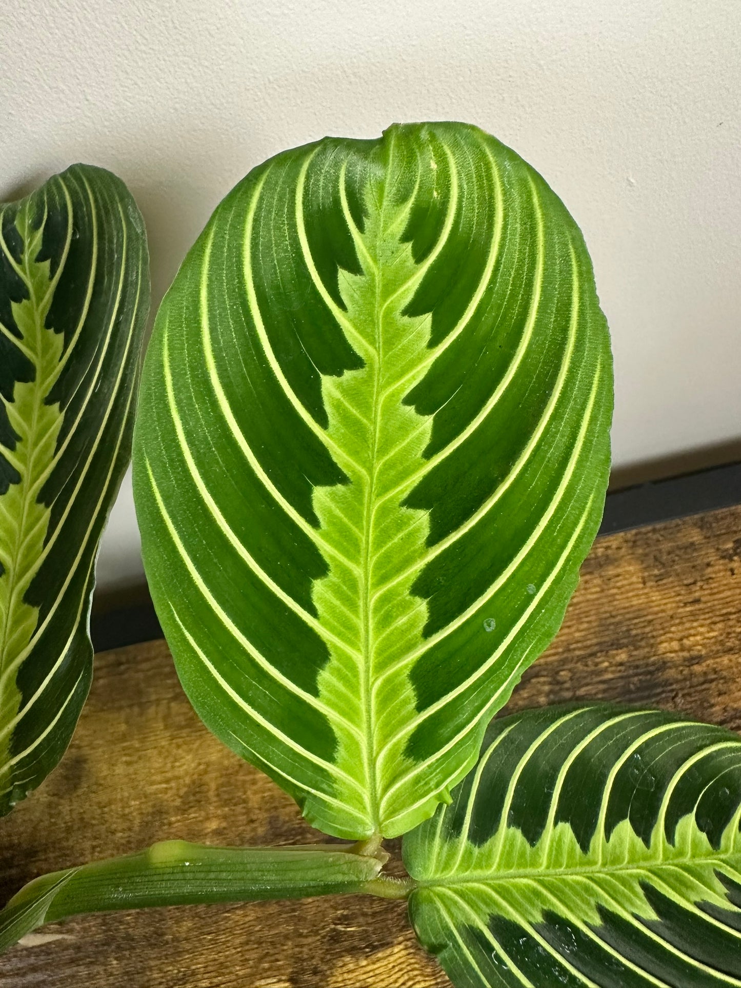 Lemon Lime Prayer Plant - 4 inch