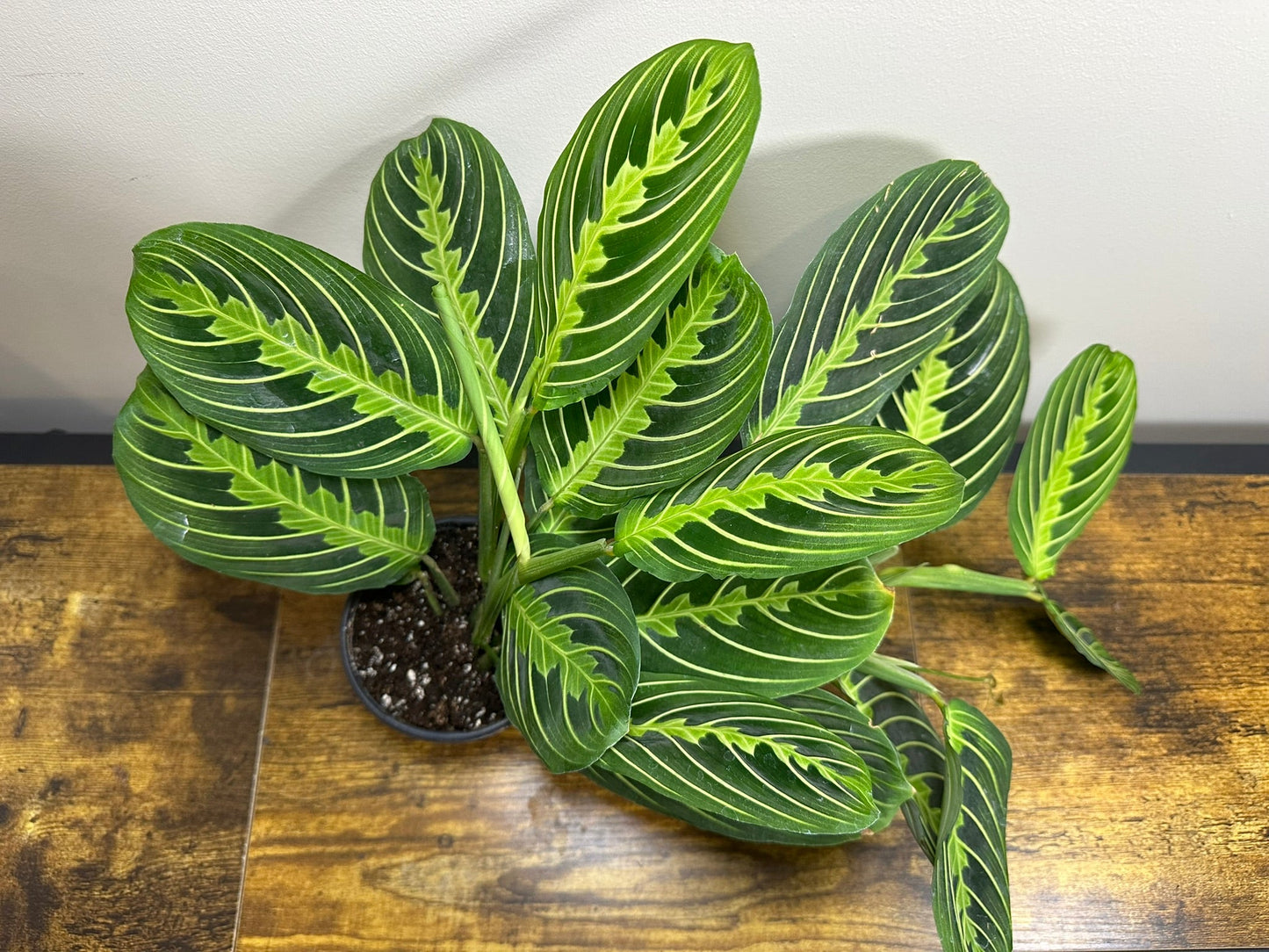 Lemon Lime Prayer Plant - 4 inch