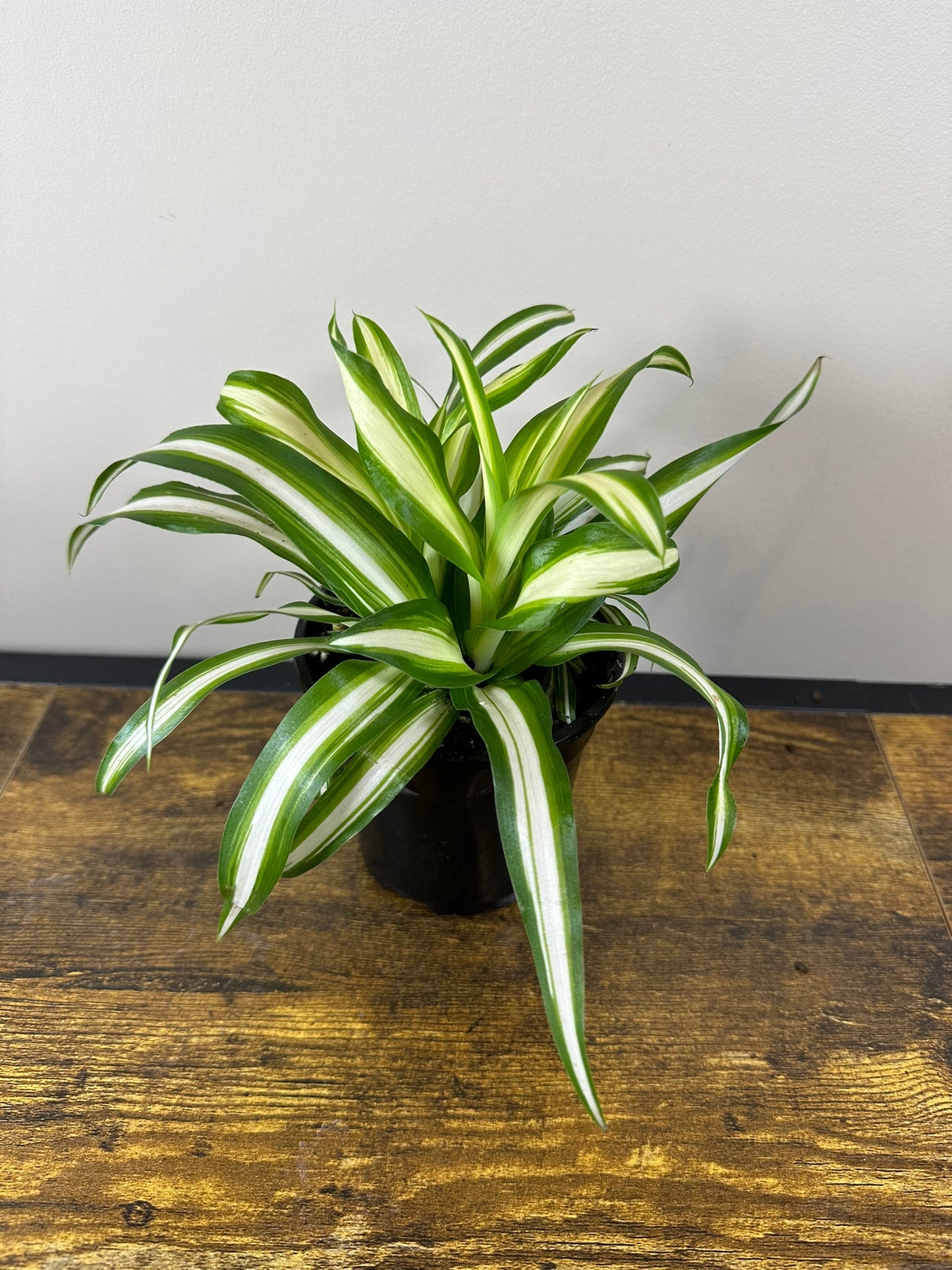 Spider Plant - 4 inch