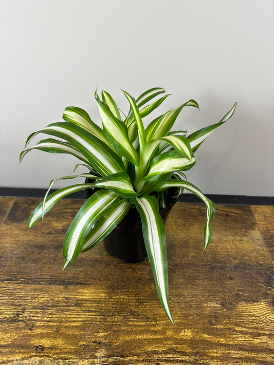 Spider Plant - 4 inch