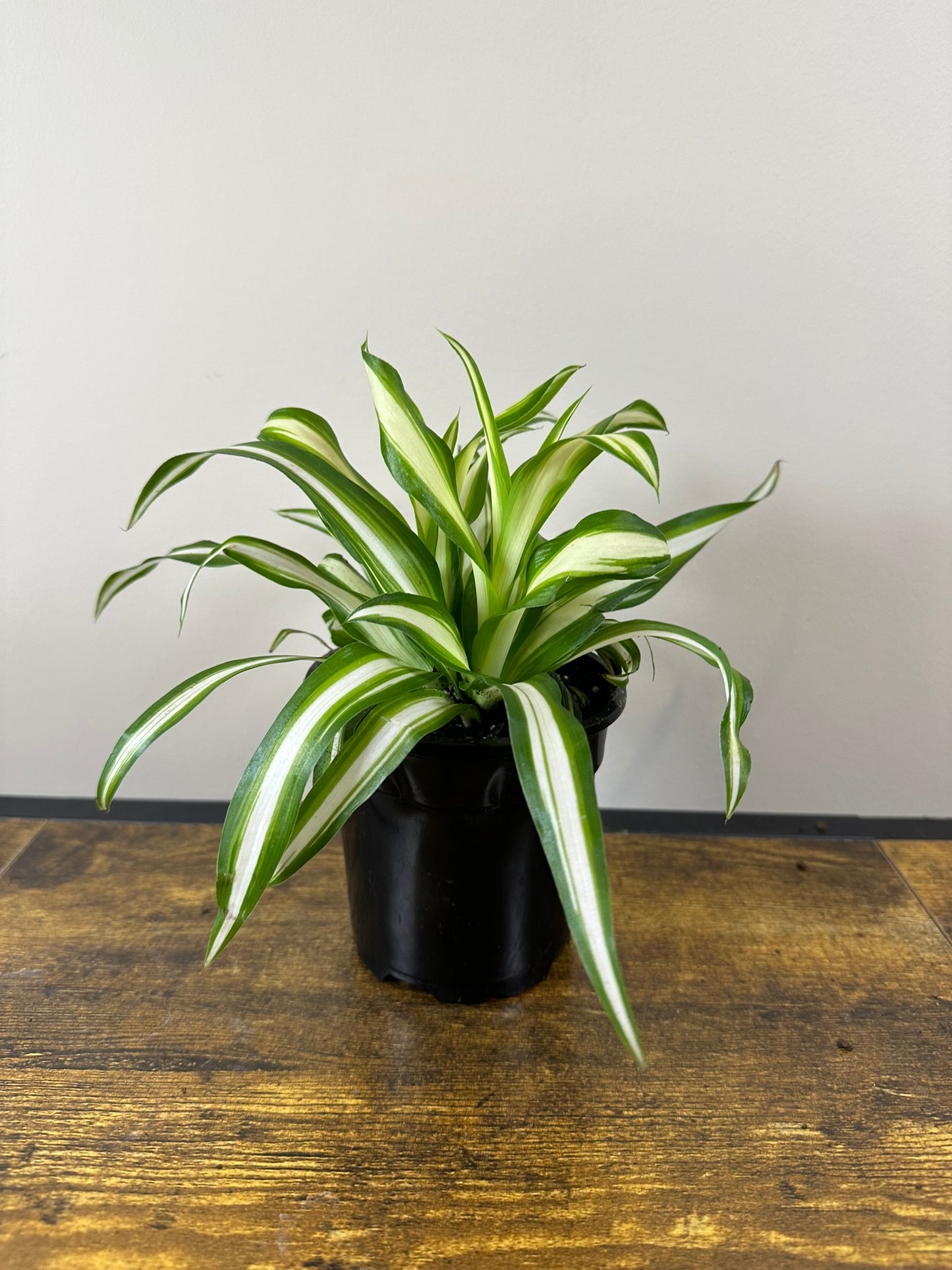 Spider Plant - 4 inch