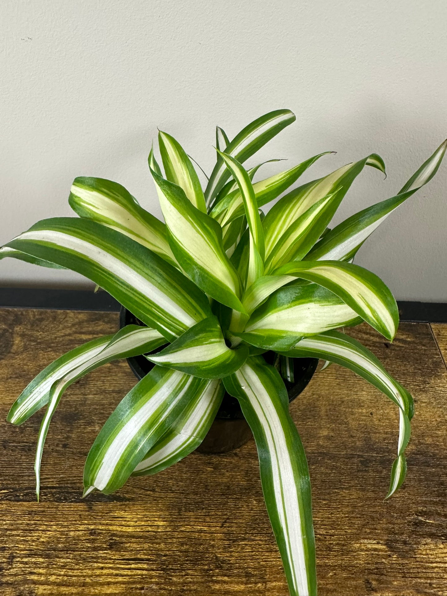 Spider Plant - 4 inch