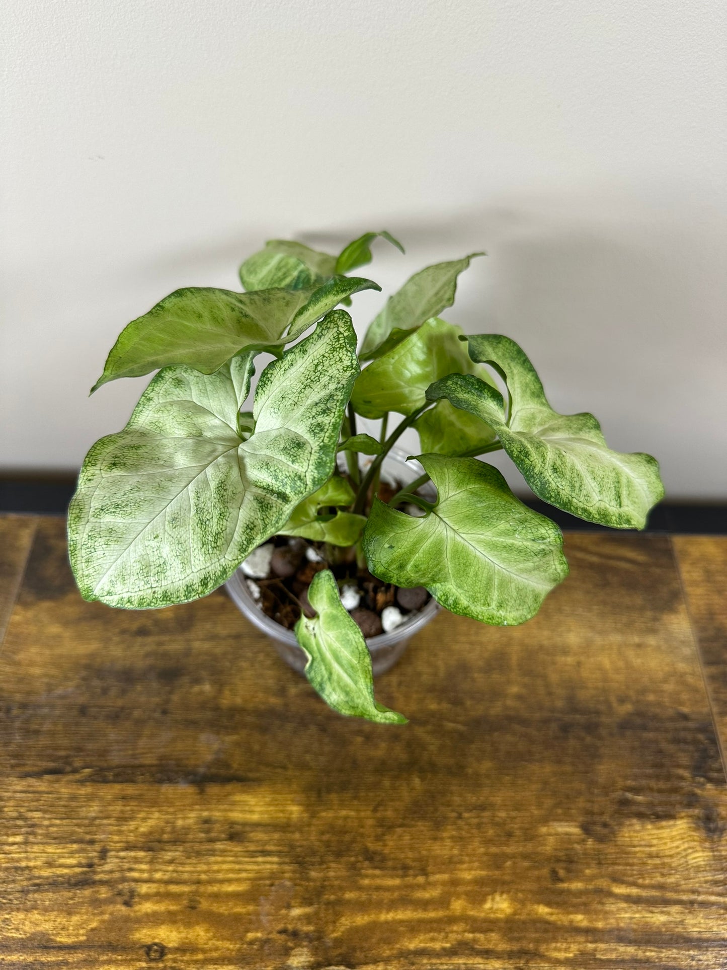 Butterfly Syngonium - 4 inch