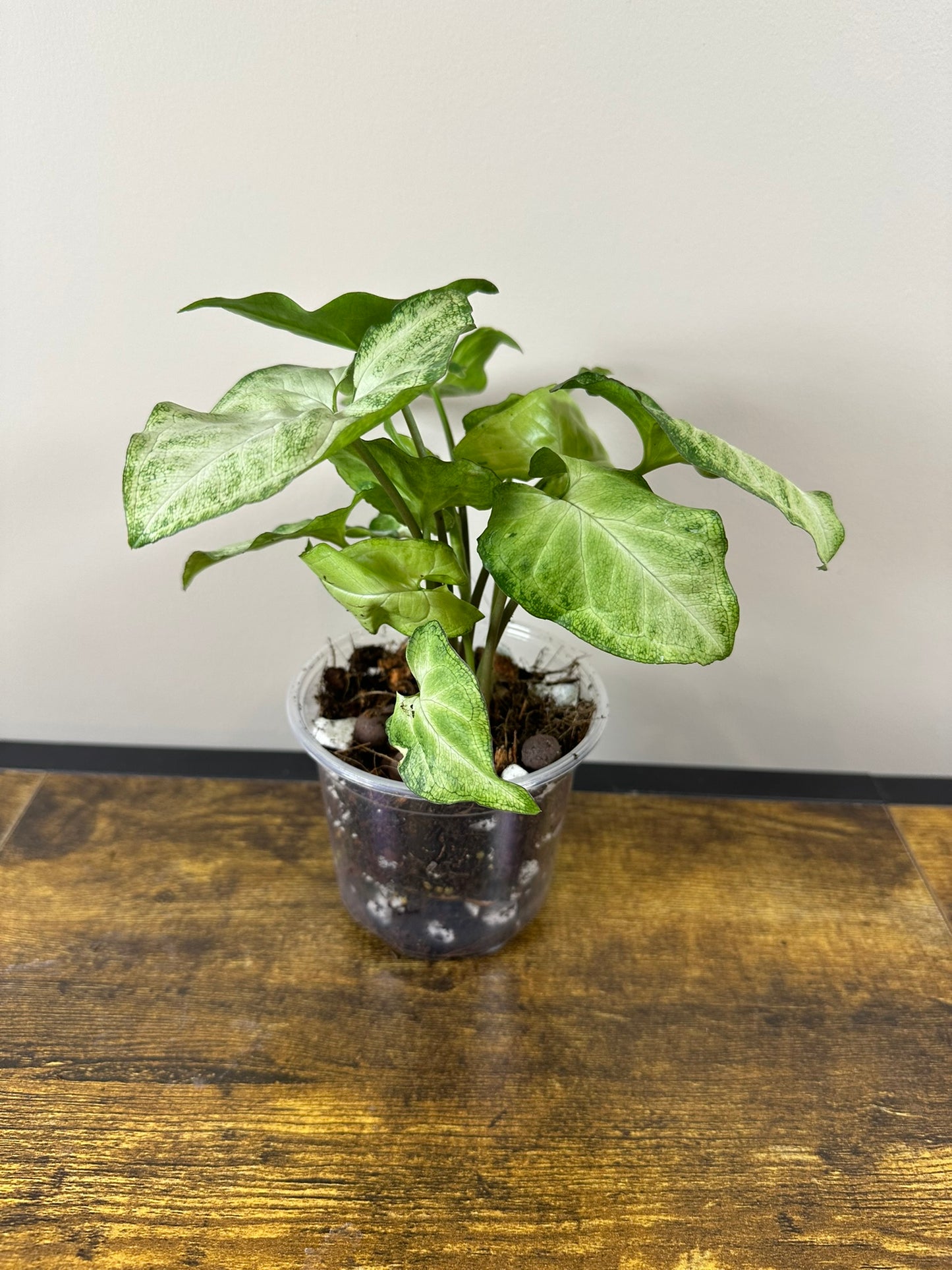 Butterfly Syngonium - 4 inch