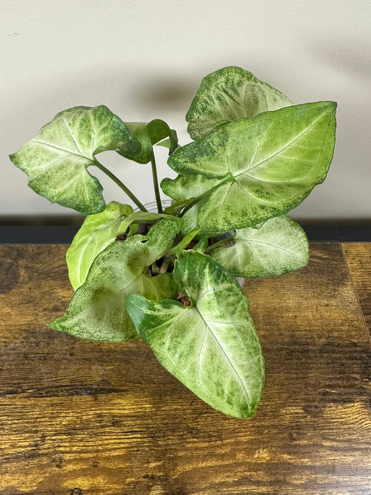 Butterfly Syngonium - 4 inch