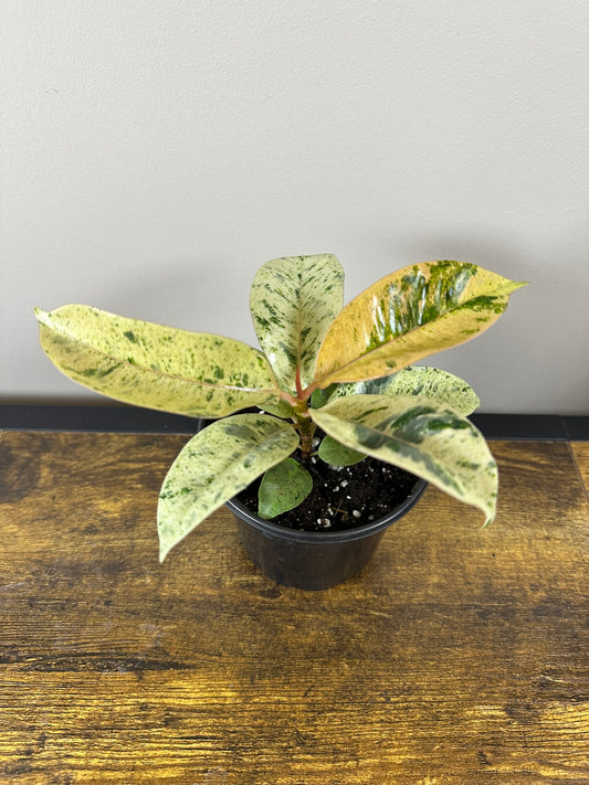 Ficus Shivereana Moonshine Variegated - 4 inch - Rare