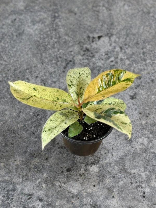Ficus Shivereana Moonshine Variegated - 4 inch - Rare
