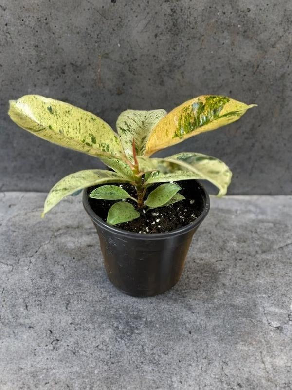 Ficus Shivereana Moonshine Variegated - 4 inch - Rare