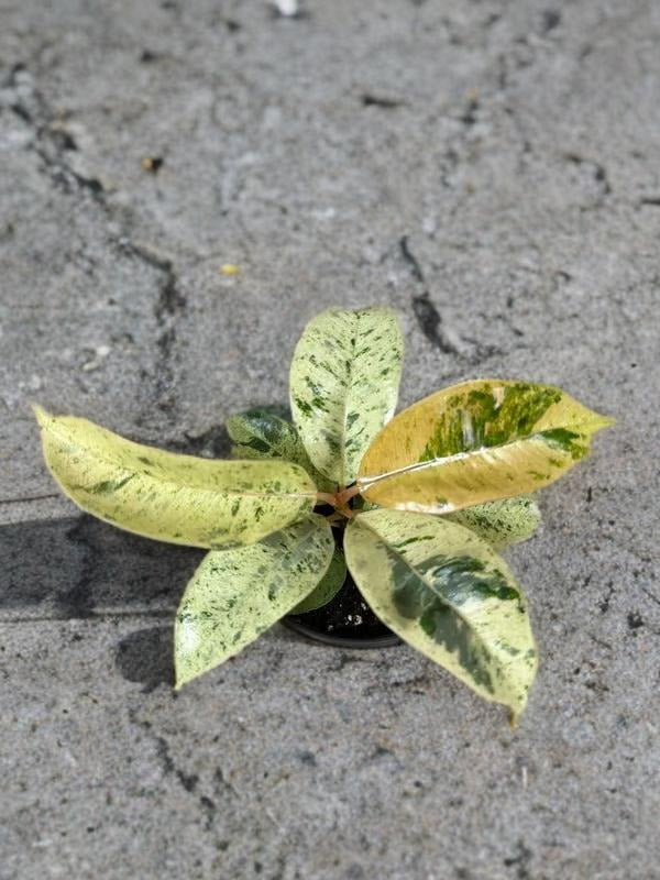 Ficus Shivereana Moonshine Variegated - 4 inch - Rare
