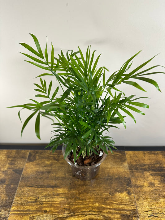 Parlor Palm - 4 inch