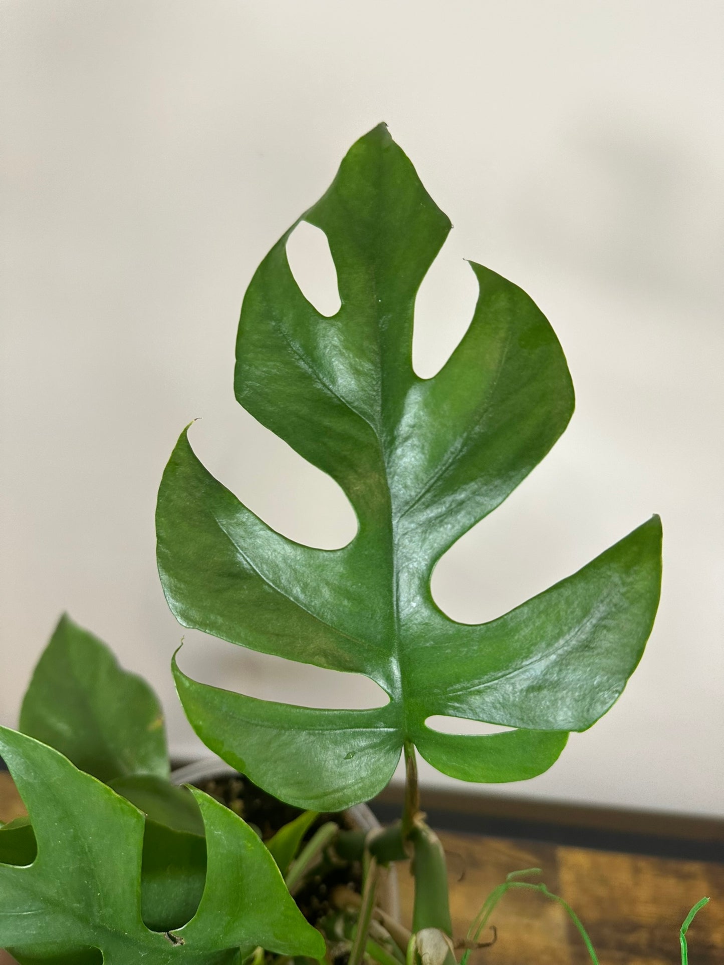 Mini Monstera - Rhaphidophora tetrasperma- 6 inch