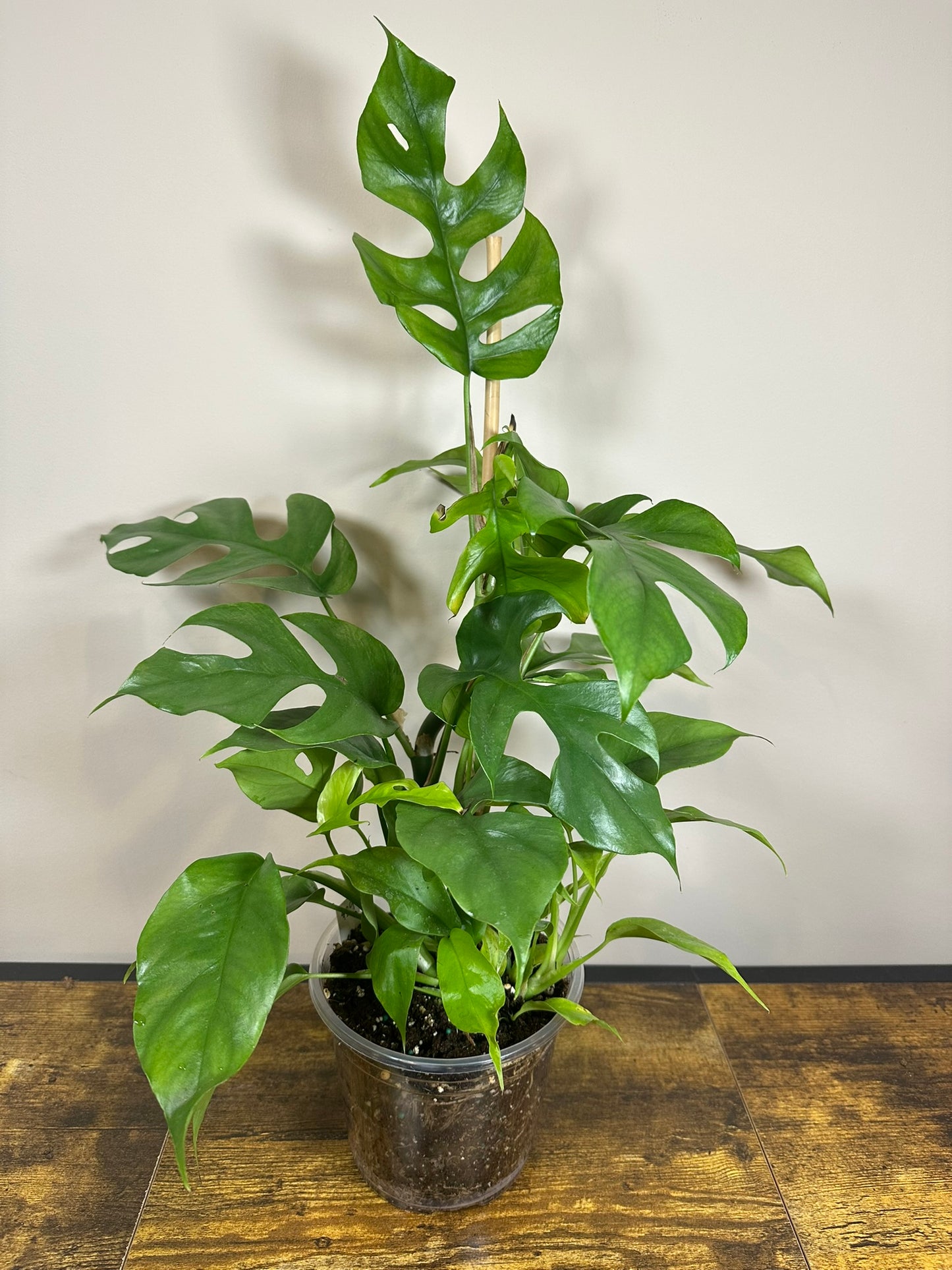 Mini Monstera - Rhaphidophora tetrasperma- 6 inch
