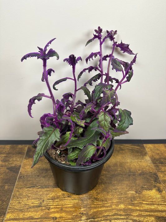 Purple Passion Plant- Multiple sizes