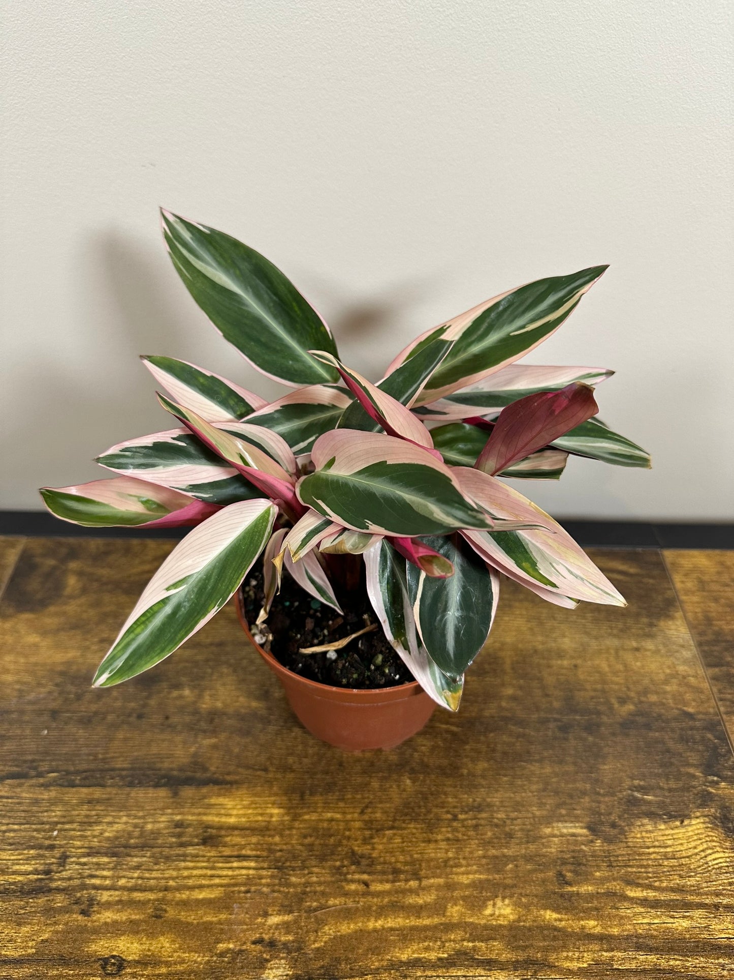 Stromanthe Triostar- 4 inch
